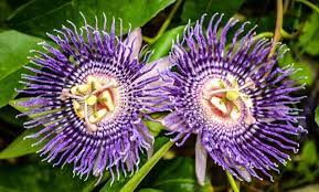 Passionflower Medicinal Uses Herbs For Health Herbal Healing Healing Herbs