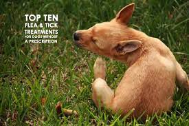 Genuine uk pet medicine fully accredited online vet pharmacy. Top Ten Flea Tick Treatments For Dogs Without A Prescription Allivet Pet Care Blog