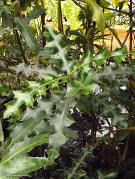 Image result for Aeollanthus homblei