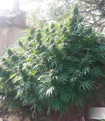 Cannabis lovers owe the netherlands for having been the pioneers in the legal consumption of. Holland S Hope Cannabis Seeds Holland S Hope By Dutch Passion Lamota Growshop