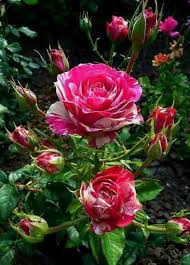 Sign In Hybrid Tea Roses Beautiful Flowers Flowers