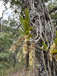 Image result for Rhipidoglossum