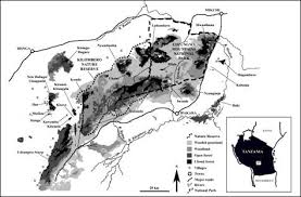 Image result for Cassipourea ndando