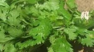 Zeama de patrunjel poate stimula contractiile uterine in timpul travaliului, datorita substantei chimice apiol. Frunzele De Patrunjel Curata Rinichii De Toxine Mobile