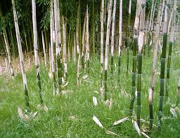 Image result for Justicia phyllostachys