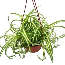 Image result for Biophytum crassipes