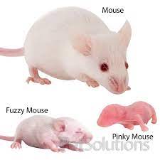 Are Mice Good Pets The Y Guide