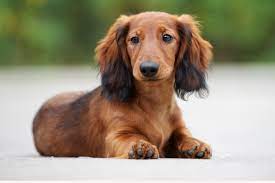 First attested in the 19th century, but perhaps older; Dackel Alle Infos Im Rasseportrat Herz Fuer Tiere De