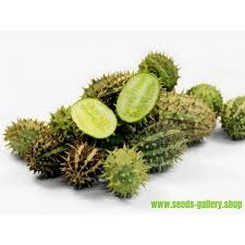 Check spelling or type a new query. Zambianische Gurke Samen Cucumis Zambianus Preis 1 95
