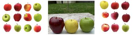 Applesauce is very easy to make and requires just a few basic ingredients. Let S Make Applesauce Edible Schoolyard Nyc