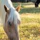 Equine-Assisted Learning Clinician Day – October event image