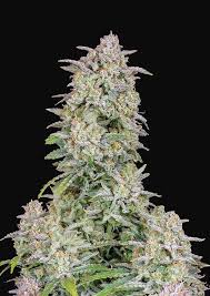 Breeders designed this powerhouse strain to produce massive amounts of thc, a tasty terpene profile, and a rewarding yield. Forbidden Runtz Auto Cannabis Seeds Fast Buds