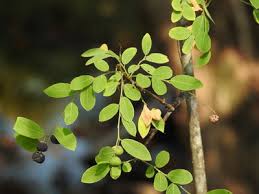 Image result for Phyllanthus reticulatus