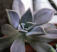 Todos los cactus son suculentas, pero no todas las suculentas son cactus. Galeria Fotografica De Plantas Suculentas