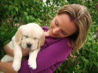 We do not have a history of genetic issues with our. Golden Retriever Puppies For Sale In Nebraska Golden Retriever Breeders And Information