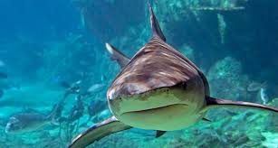 Every time you play fto's daily trivia game, a piece of plastic is removed from the ocean. 12 Fun Trivia Facts To Celebrate Shark Week Quiz Learning Liftoff