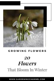 Larnaka, cyprus, usda zone 10/11, temperatures don't drop below 0. 20 Flowers That Bloom In Winter Gardening Channel