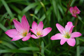 Starting from being a shrub, this can grow up to 7 meters. 5 Flowers That Start With Z List Of Flower Names Z