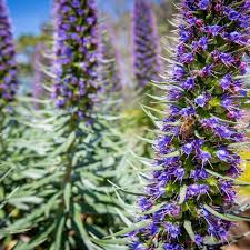 Image result for Indigofera fulvopilosa