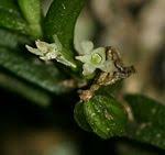 Image result for Habenaria debeerstiana