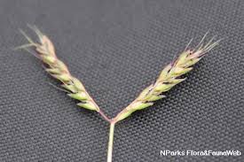 Image result for Ischaemum