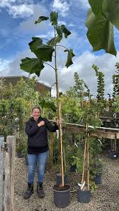 Image result for Paulownia