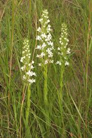 Image result for Habenaria dregeana