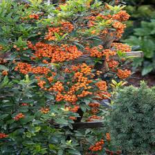 Image result for Pyracantha coccinea golden charmer