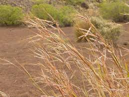 Image result for Hyparrhenia anamesa