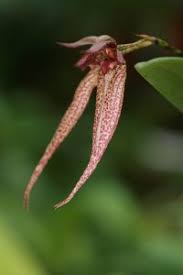 Image result for Bulbophyllum stolzii