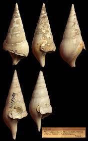 Image result for Scleria delicatula