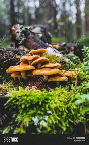 Sign of root rot & trunk rot. Bunch Wet Yellow Image Photo Free Trial Bigstock