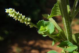 Image result for Ancylobothrys amoena