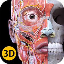 Anatomy of the knee, knee bones, knee muscles knee arteries knee veins and nerves looking into every time you flex your knee, the ligaments and muscle tissue of your knee move; Anatomy 3d Atlas Anatomy 3d Atlas Human Anatomy Apps
