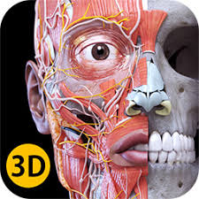 A wide variety of body muscle anatomy options are available to you, such as subject, type. Anatomy 3d Atlas Anatomy 3d Atlas Human Anatomy Apps