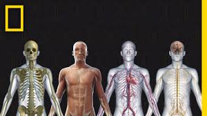 We did not find results for: Human Body 101 National Geographic Youtube