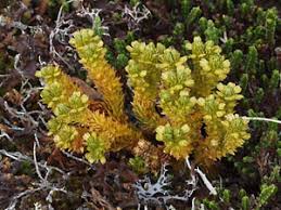 Image result for Hedbergia