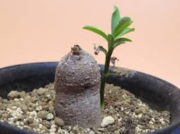 Image result for Monadenium pedunculatum