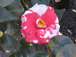 Adolphe Audusson Var Camellia Plants Japonica