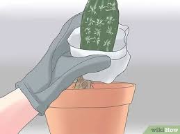 For other succulents, use a pot just slightly larger than the root ball. 3 Ways To Repot A Cactus Wikihow