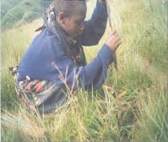 Image result for Satyrium buchananii