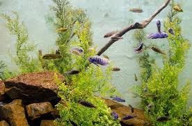 Most of the measures stated here will only impede the algaes growth but not remove it, hence removing it sohfatfish's advice help against green algae, but are less effective against your problem. 5 Ways To Get Rid Of Hair Algae Fish Care Guide