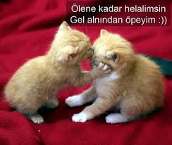 Olene Kadar Helalimsin Kuaza Komik Hayvan Fotograflari Komik Komik Hayvanlar