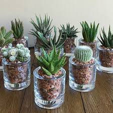 Elegant Design For Table Center Mason Jar Succulents Succulent Gardening Plants