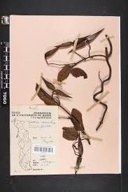 Image result for Tacazzea apiculata