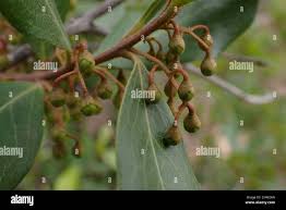 Image result for Euclea crispa