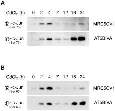 Cl 3 (on one side) ccp cl with cd in oh holes of alternate layers. Role Of Atm In Oxidative Stress Mediated C Jun Phosphorylation In Response To Ionizing Radiation And Cdcl2 Journal Of Biological Chemistry