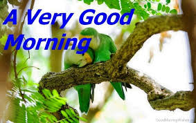 A Very Good Morning Love Most Beautiful Birds 1024x645 Wallpaper Teahub Io