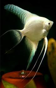 Pin On Aquarium Freshwater Fish Tips