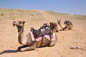 This phrase would also not be appropriate to describe someone who is sneaky. Negev Desert Camel Riding At Sfinat Hamidbar Pommie Travels